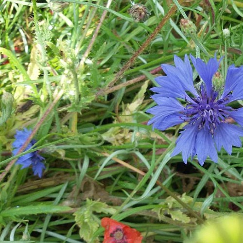 rando-maire-levescault