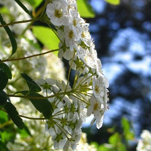 rando-st-coutant-charroi