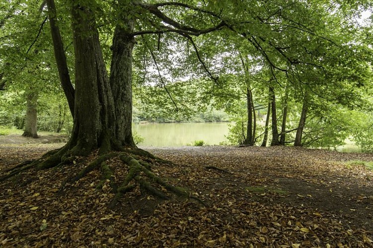 GR 145 Via Francigena