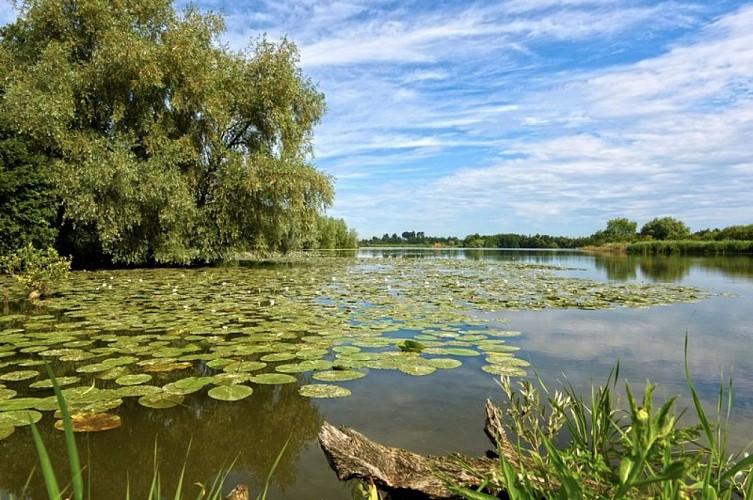 La RNN des Etangs du Romelaëre