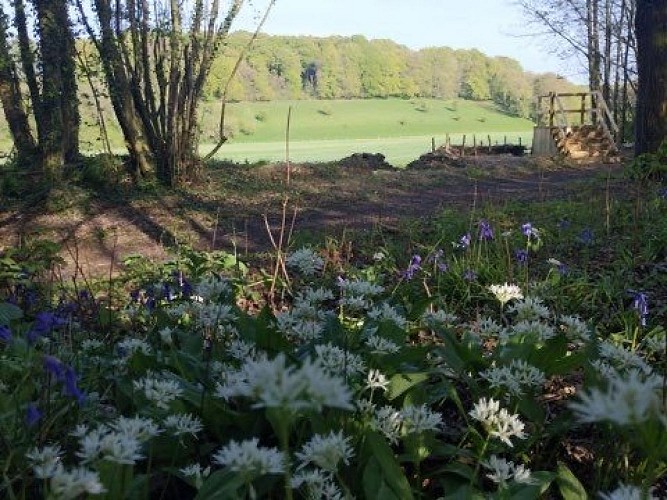 L'ail des ours et la Jacynthe des bois