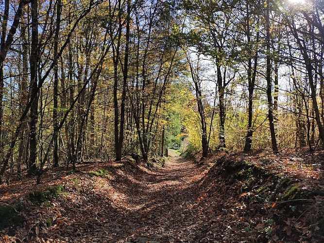 Neuvic-Entier - Chemin d'Ayaux à la Veytisou - Pays Monts et Barrages - Aurélien CLAVREUL
