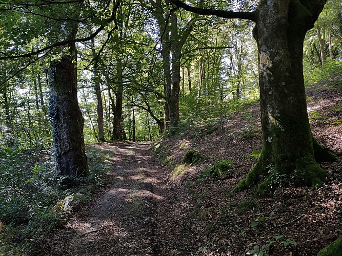 Sainte-Anne-Saint-Priest - Allée de hêtres - Pays Monts et Barrages - Aurélien CLAVREUL (21)