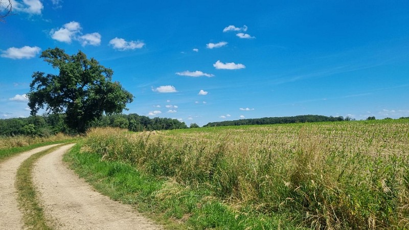 Circuit VTT-VTC n°13 (rouge) - Les chemins de St Jean_Montrevel-en-Bresse