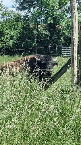 Circuit VTTAE n°26 (noir) - Tour de St Didier d'Aussiat