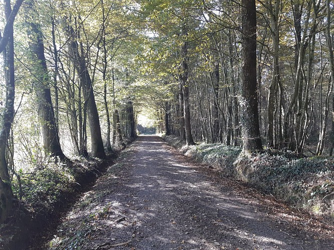 MTB track n°4 (red) - The Royal Way_Montrevel-en-Bresse