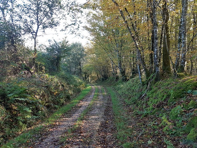 Circuit VTTAE n°4 (rouge) - La Voie Royale des bois de But