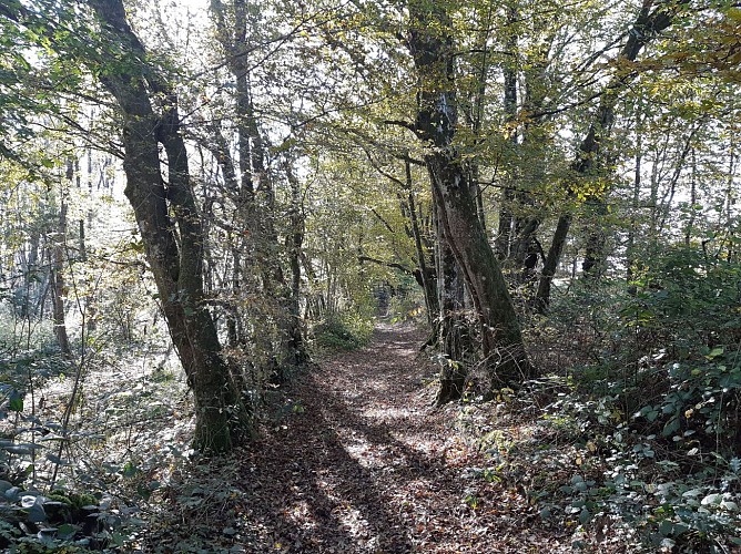 Circuit VTTAE n°4 (rouge) - La Voie Royale des bois de But