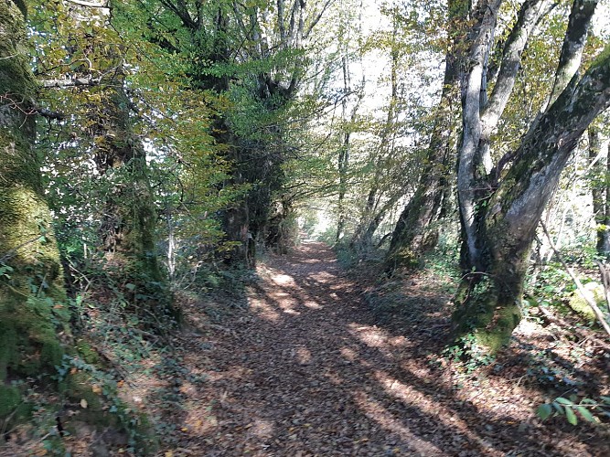 Circuit VTTAE n°4 (rouge) - La Voie Royale des bois de But