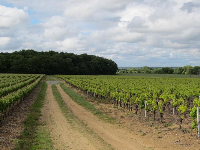 Les Vignes
