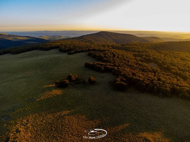 La forêt de Brameloup