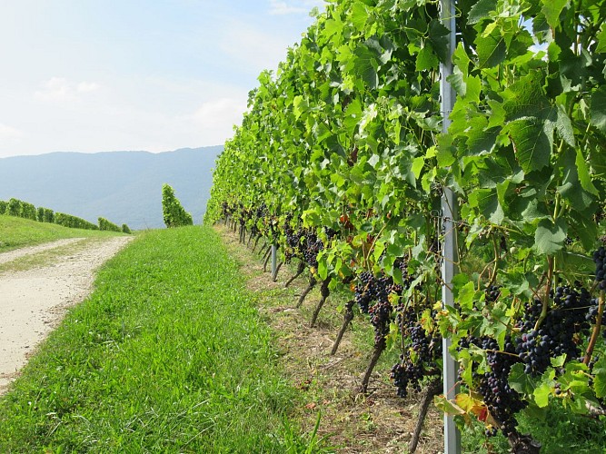 Wandern :  Die Franco - Suisse, durch die Weinberge._Challex
