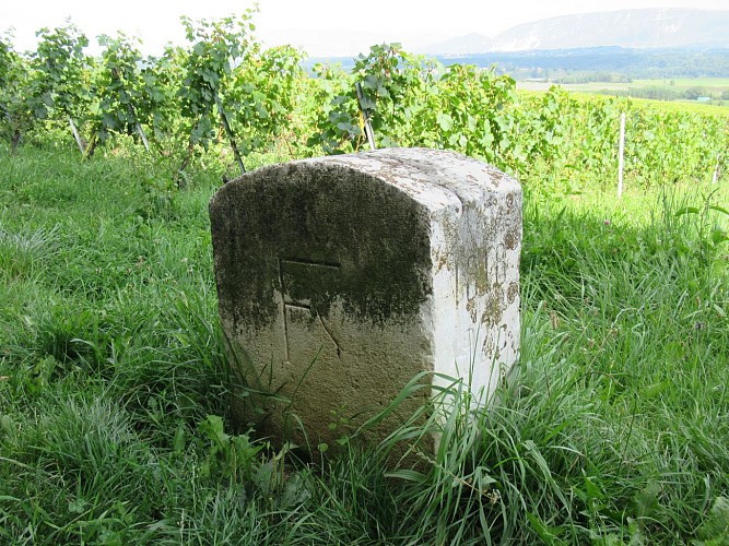 Wandern :  Die Franco - Suisse, durch die Weinberge._Challex