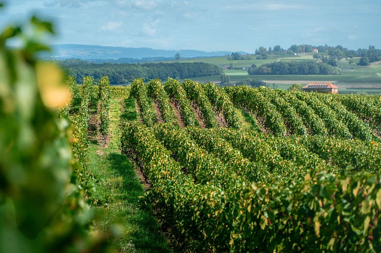 Randonnée pédestre :  La Franco - Suisse, à travers les vignes_Challex