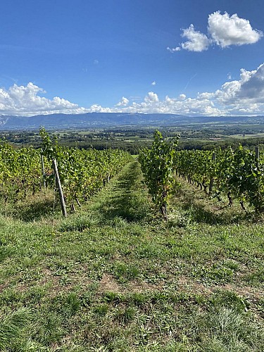 Randonnée pédestre :  La Franco - Suisse, à travers les vignes._Challex