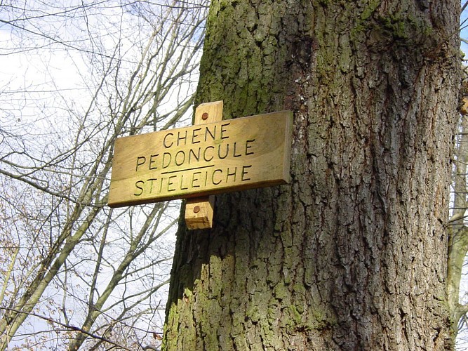 ALSACE CENTRALE : Le Grand Ried (67)