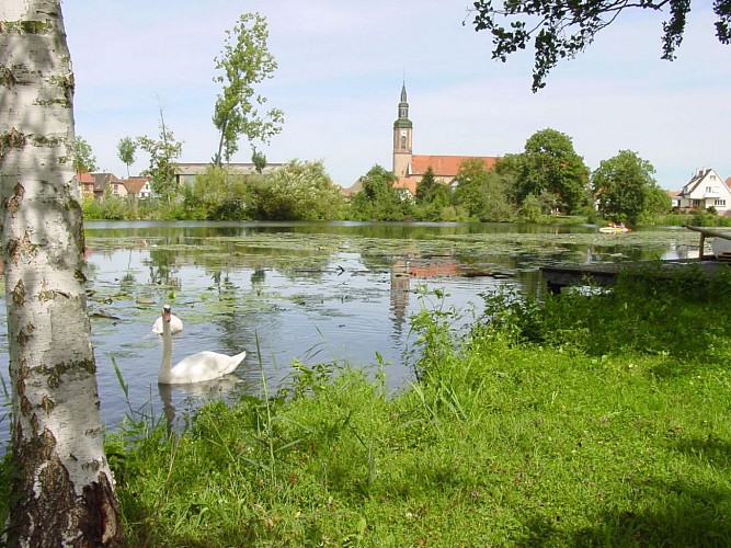 ALSACE CENTRALE : Trésors du Ried (67)