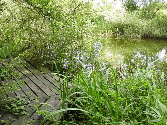 ALSACE CENTRALE : Trésors du Ried (67)