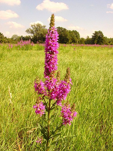 ALSACE CENTRALE : Le circuit de l'Ill (67)