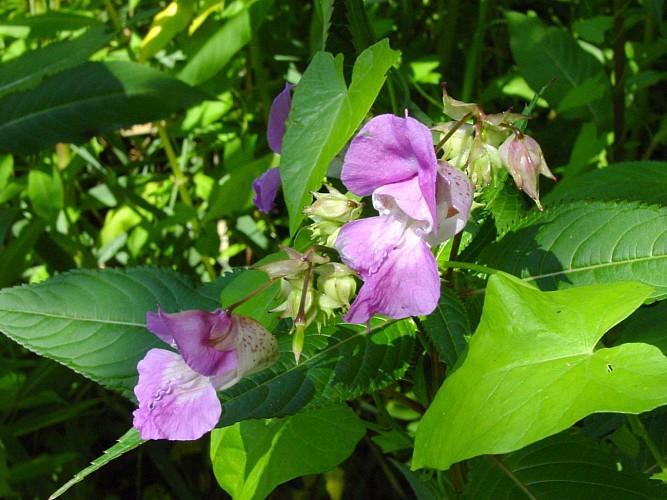 ALSACE CENTRALE : Autour du Schollerhin (67)