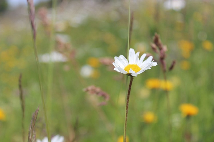 Wanderung: Crozet zum Crêt de la Neige über La Calame_Crozet