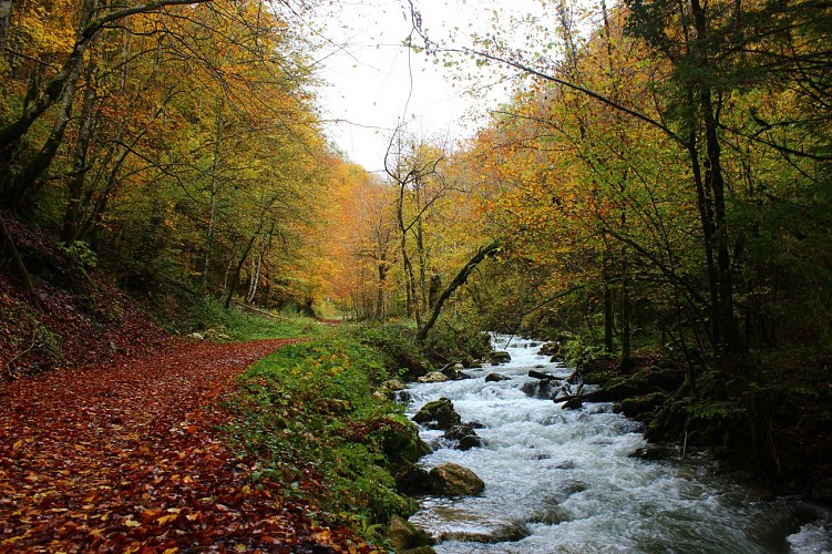 Randonnée pédestre : Forens - la cascade de l'Etrès_Chézery-Forens