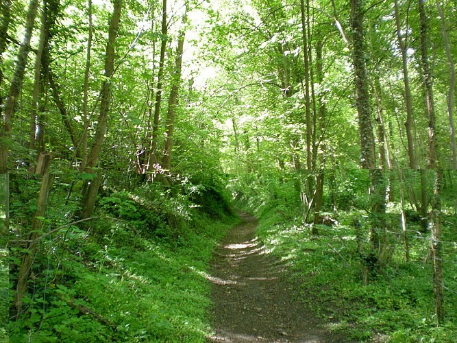 Rando235_VignesdeFay_bois- sentier