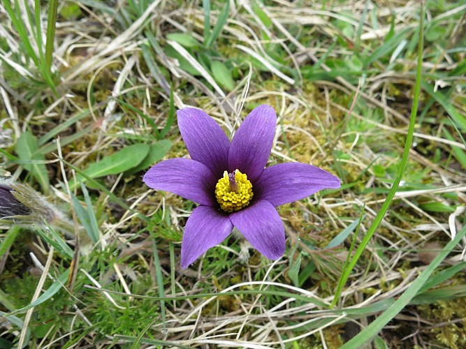 photo2_Anemone pulsatille_copyright_ T. Demarest