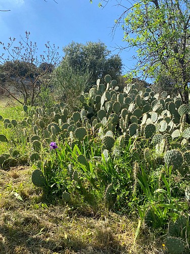 A03 Balade & Découverte - La Colline de Piécaud