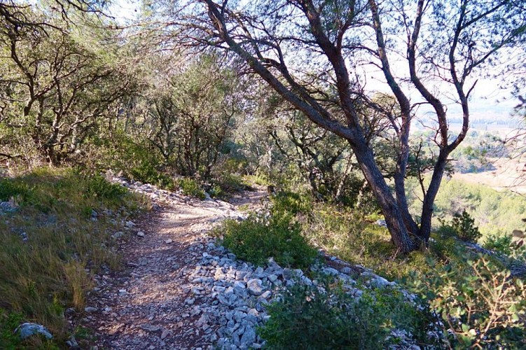 Sur le sentier de découverte