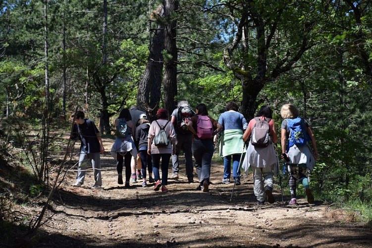 En forêt de Pélicier