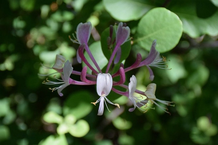 Chèvrefeuille de la forêt de Pélicier