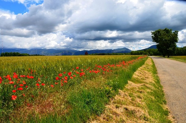 Paysages à Montagnac