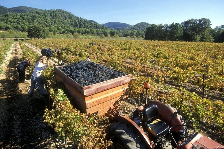 Vendanges du sud Luberon