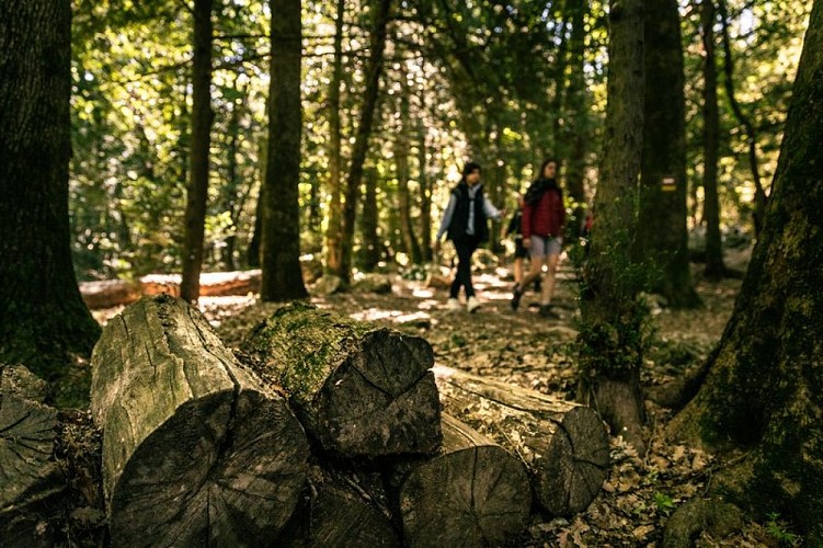 Balade dans la forêt