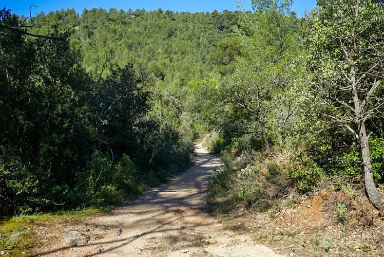 Cheminement en forêt