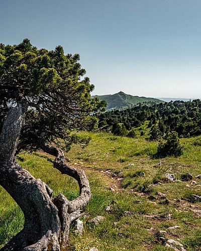 Wandelen: Thoiry en Molie en de Hauts Sommets_Thoiry