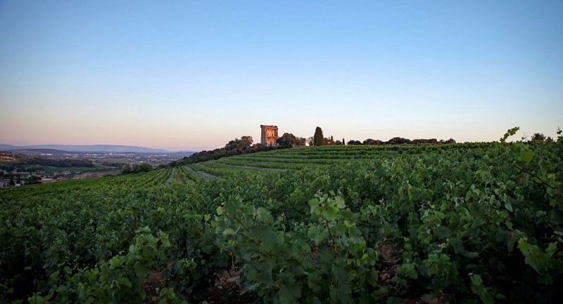 1 - Del viñedo de Châteauneuf-du-Pape a la llanura del Ouvèze