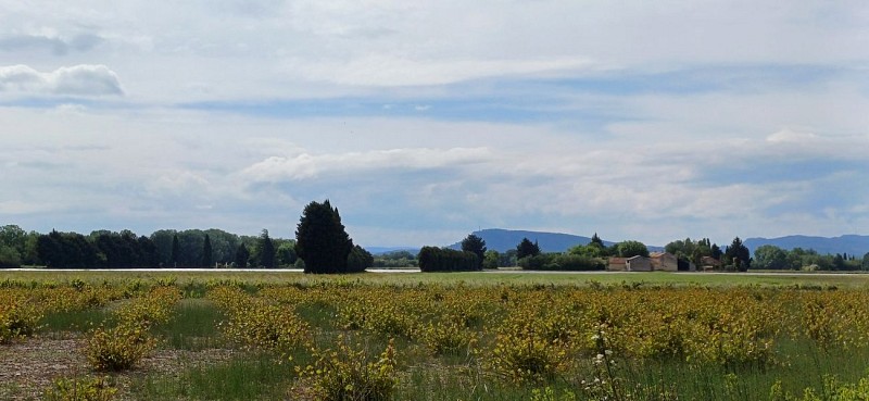 6 - Van Orange naar Sérignan-du-Comtat_Orange