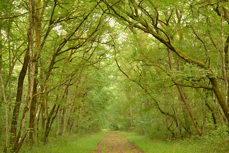 La ronde des moines en forêt de Chizé