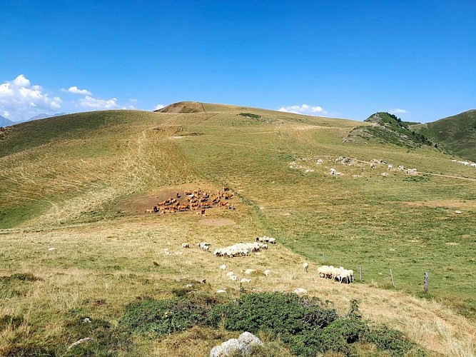 Un havre de paix pour les troupeaux !