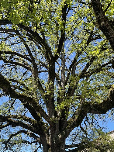 arbre remarquable