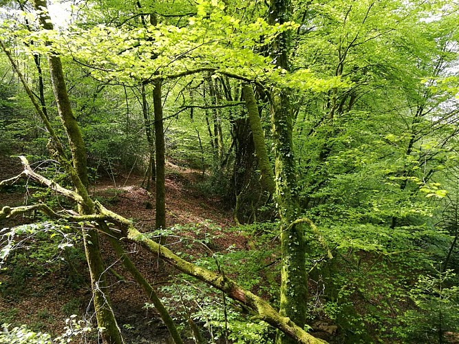 Sentier de la Roche Branlante