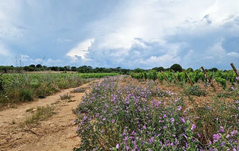 circuit_camins de Tourbes