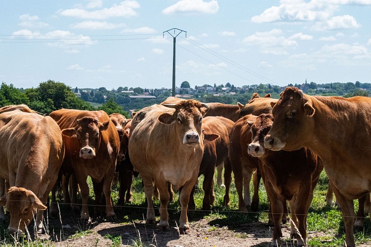 VacheBonnat23_©CreuseTourisme