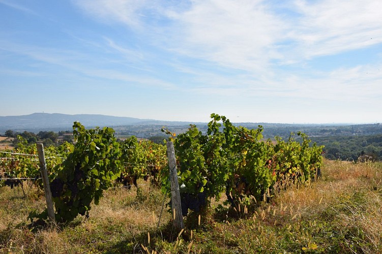 Vignes des Coteaux du Lyonnais
