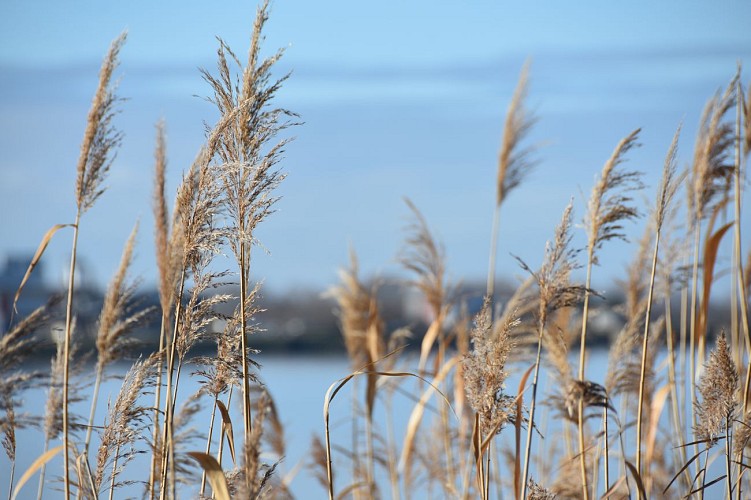 Roseaux rout de la corniche