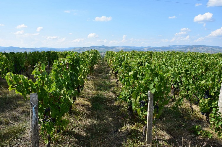 Vignes Sarcey