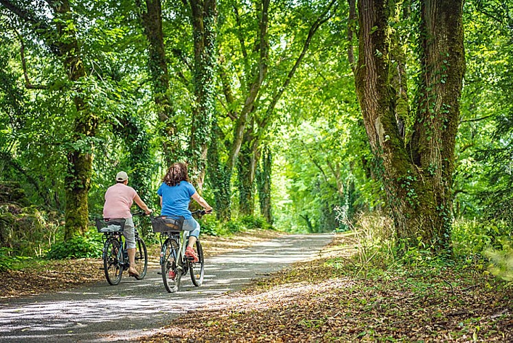 La Meuse à Vélo, passage en forêt