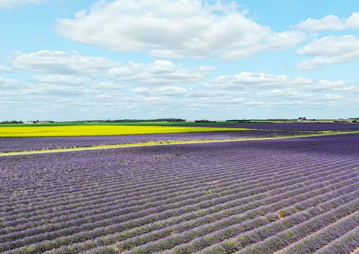Champs de Lavandin